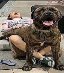 The young man was hospitalized after being pen…See more